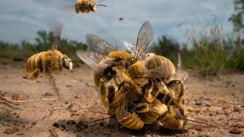 Mit Das große Summen wurde Karine Aigner Naturfotografin des Jahres 2022. Imkerin Karin Depner schreibt uns zu diesem Foto: "Hier haben Wächterbienen eine Hornisse od. ähnlichen Angreifer bzw. Honigräuber in die Zange genommen und töten ihn durch Überhitzung. Das geht nur im Team. Alles andere ist Schwachsinn, denn nur die Königin wird befruchtet, da haben die Bienen nichts damit zu tun. Vor allem in Bodennähe ist keinen Königin unterwegs."