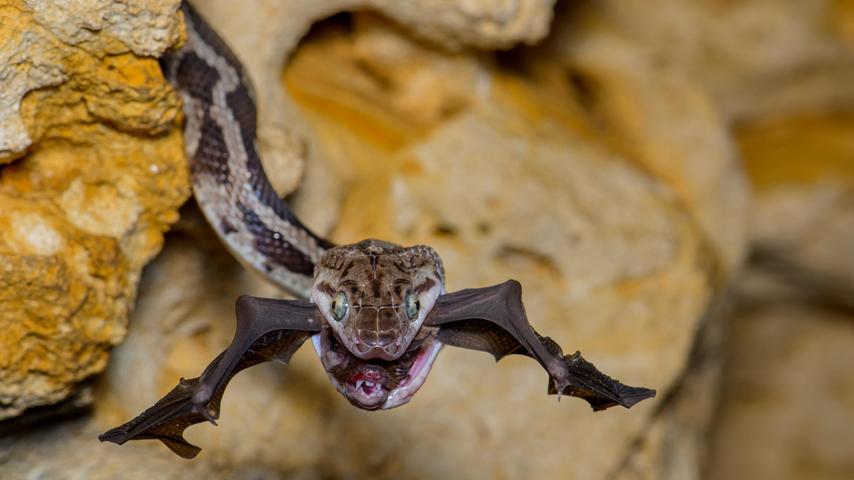Eine Yucatan-Rattenschlange in Mexiko hat sich nachts eine Fledermaus geschnappt. 