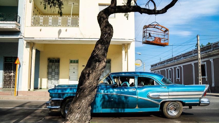 Ein Gimpel sitzt in Kuba an einer Straße im Käfig und soll sich für einen Gesangswetbewerb an Lärm gewöhnen.  