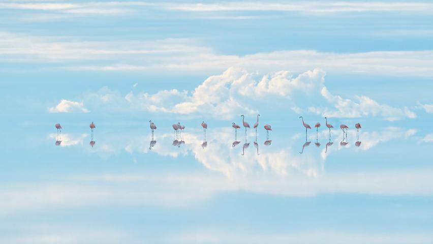 Die Salar de Uyuni in Bolivien ist die größte Salzpfanne und Lithium-Mine der Welt. Das bedroht die Flamingos dort.