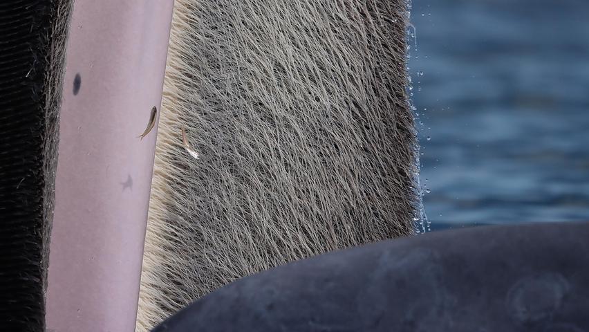 Katanyou Wuttichaitanakorn ist fasziniert von den kontrastierenden Farben und Texturen eines Brydewals, der in der Nähe auftaucht. In dem Moment rettet sich ein Fisch aus den Barten.