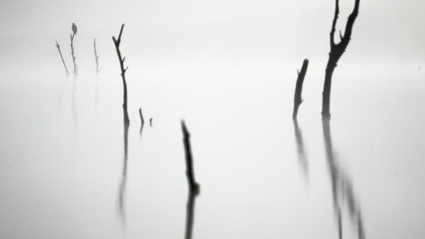 Ismael Domínguez Gutiérrez enthüllt eine monochromatische Szene, als ein Fischadler auf einem toten Baum sitzt und darauf wartet, dass sich der Nebel lichtet. 