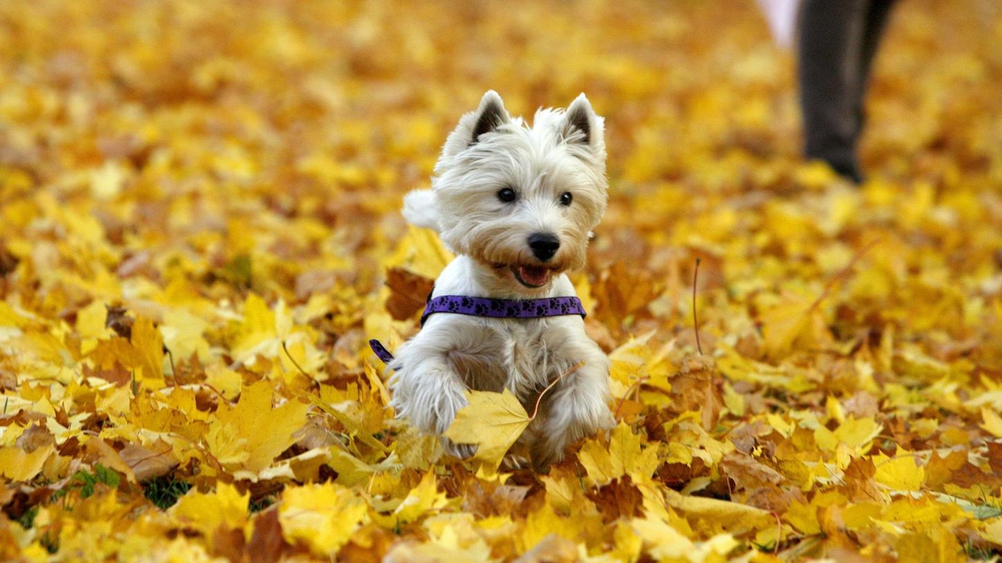 Spiel im Ungewissen: Verschluckt Bello etwa eine Kastanie, die im Herbstlaub liegt, kann das zum Darmverschluss führen.