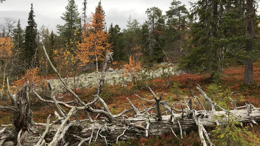 Im Pallas-Yllästunturi Nationalpark bleiben umgestürzte Bäume liegen. Auch hier leuchten die Farben des Herbstes.