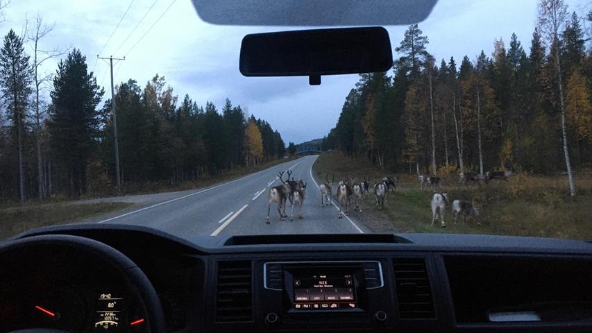 Die halbwilden Rentiere Lapplands sind das Jahr über in Herden unterwegs. Nicht selten kreuzen sie die Fahrbahn - und haben natürlich Vorfahrt.