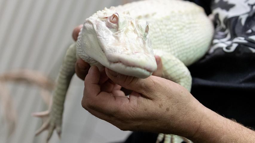 Der Albino-Alligator wird nun in einer Auffangstation aufgepäppelt. Der Albino-Alligator wird nun in einer Auffangstation aufgepäppelt.