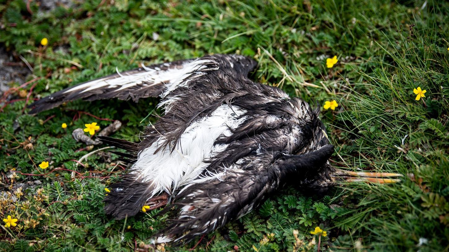 Ein toter Vogel liegt am Deich der zu Hamburg gehörenden Insel Neuwerk.