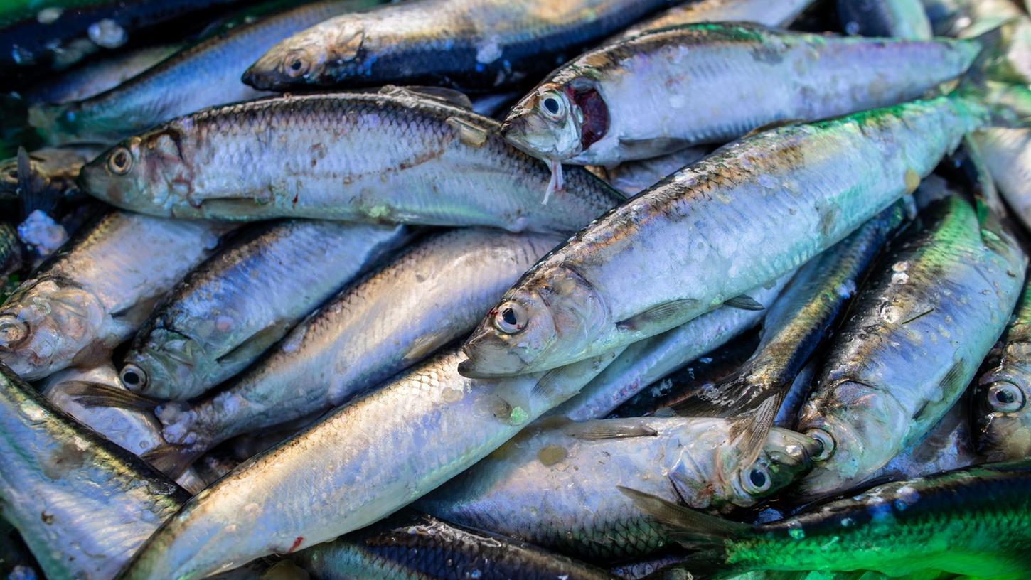 Der Lebensmittelhersteller Anker GmbH Fisch- u. Feinkostfabrik ruft Anker-Hering zurück. Grund dafür ist eine Salmonellen-Gefahr. (Symbolbild)