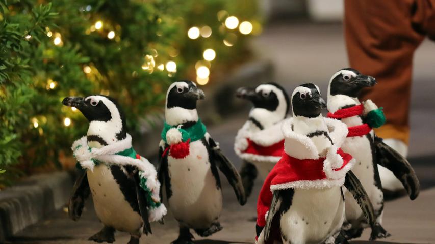 Pinguine im Weihnachtskostüm im Hakkejima Sea Paradise in Yokohama.