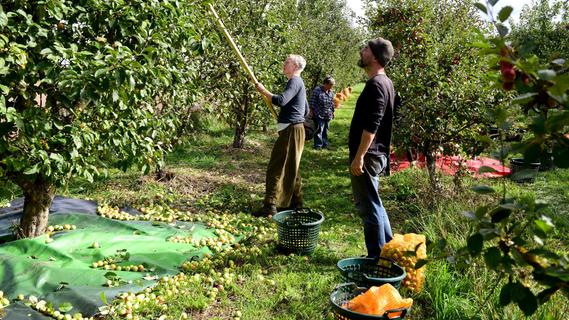 Besuch bei der Apfelernte: Im Team wird gerüttelt und geschüttelt