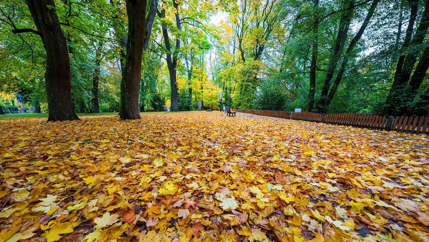 Einen goldenen Teppich haben diese Ahornbäume im Schwabacher Stadtpark ausgelegt. Einen Teil der Blätter und Früchte bringt die Stadtförsterei zu Ablagestellen in der Brünst. Dort hat sich über die Jahre daraus ein erstaunlicher neuer Wald entwickelt.
