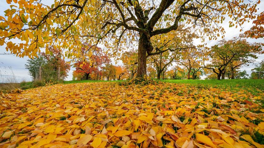 Einen goldenen Teppich hat das Herbstlaub unter diesen alten Obstbäume im westlichen Landkreis ausgelegt. Bald werden die Äste kahl sein, dafür finden dann Igel und Insekten Schutz unter den abgeworfenen Blättern – sofern Mensch der Natur wohlgesonnen ist und sie liegenlässt.  