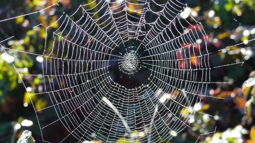 Tau glitzert in einem Spinnennetz zwischen Penzendorf und Neuses