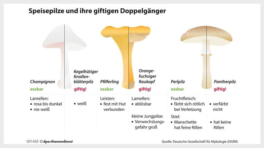 Achtung Verwechslungsgefahr! Oft unterscheiden sich Speisepilze und Giftpilze nur in kleinen Details. Achtung Verwechslungsgefahr! Oft unterscheiden sich Speisepilze und Giftpilze nur in kleinen Details.
