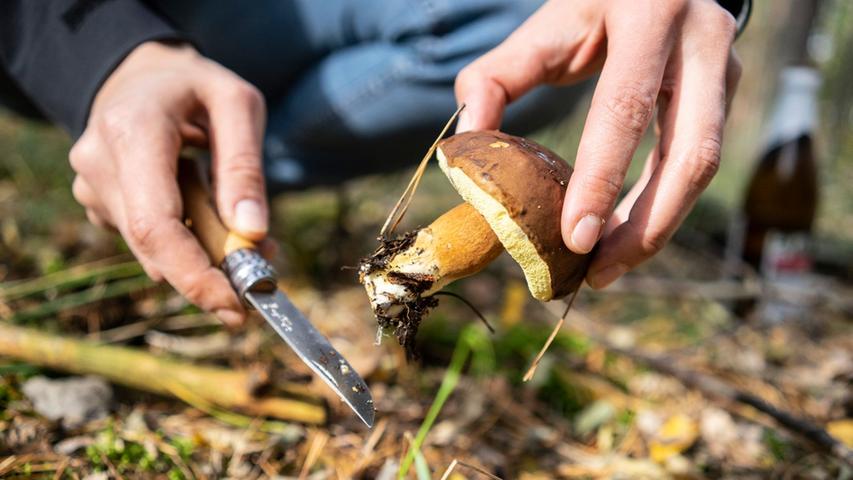 Der Maronenröhrling ist ein beliebter Speisepilz. Er schmeckt nussig. Der Maronenröhrling ist ein beliebter Speisepilz. Er schmeckt nussig.