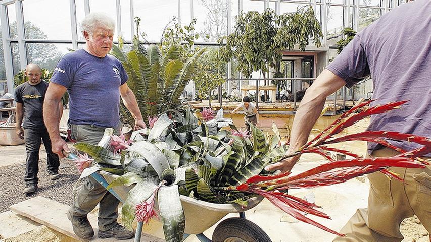 Gärtner Paul Stiller balanciert den Schubkarren voller Pflanzen über das noch leere Manatibecken hinweg.