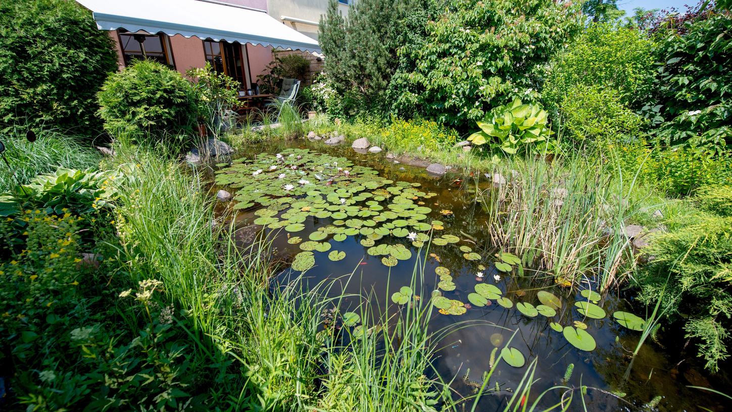 Im Herbst ziehen viele Zierfische aus dem Gartenteich ins Aquarium zurück.