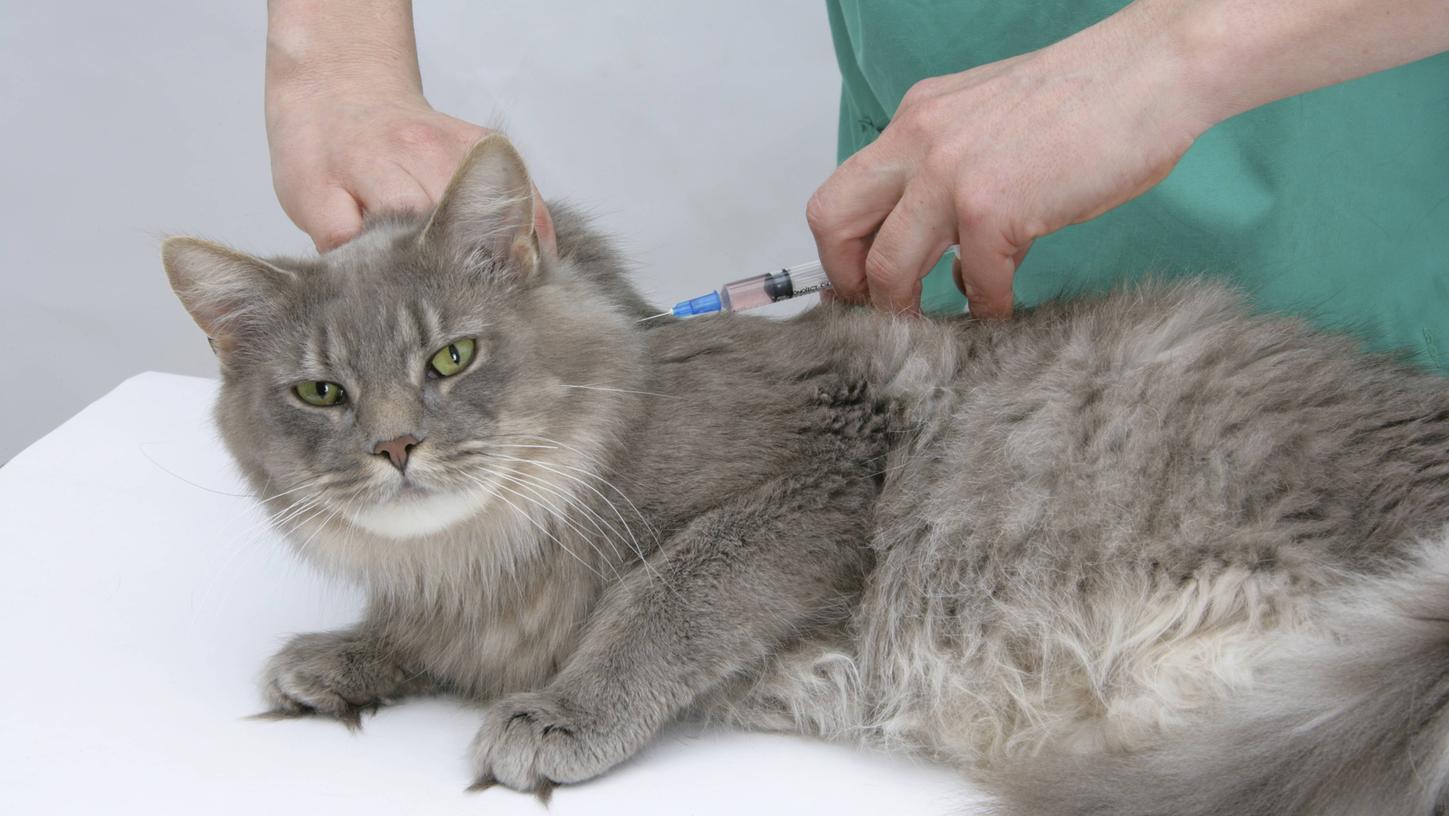 Ältere Katzen sollten mindestens einmal im Jahr für Vorsorgeuntersuchungen zum Tierarzt gebracht und die Impfintervalle angepasst werden. Ältere Katzen sollten mindestens einmal im Jahr für Vorsorgeuntersuchungen zum Tierarzt gebracht und die Impfintervalle angepasst werden.