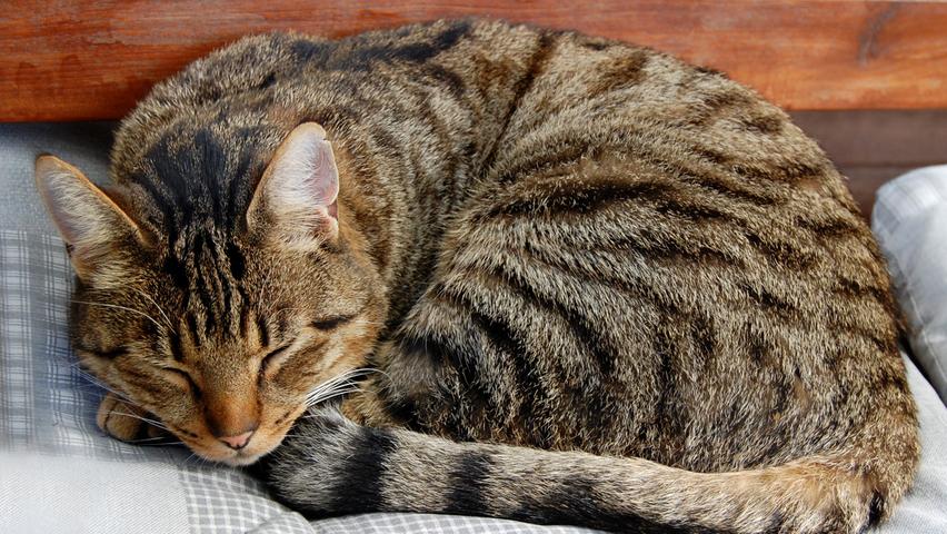 Im Alter werden Katzen ruhiger. Im Alter werden Katzen ruhiger.