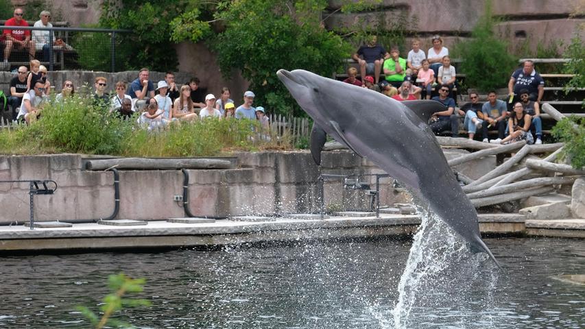 Bauarbeiten im Nürnberger Tiergarten: Delfinlagune nur eingeschränkt zugänglich