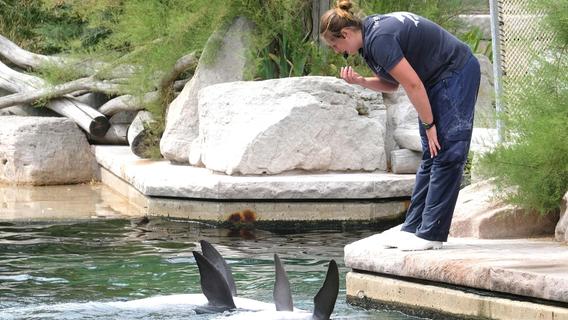 Baumaßnahmen im Nürnberger Tiergarten: Arbeiten an der Delfinlagune