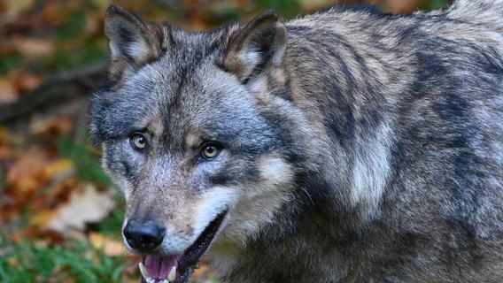 "Menschen versuchen, sich einen Wolf aufs Sofa zu holen": Wildparkleiter über illegale Züchtungen