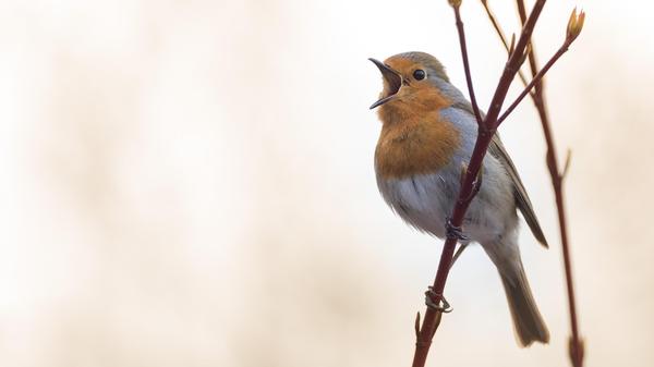 Wo sind all die Vögel hin?