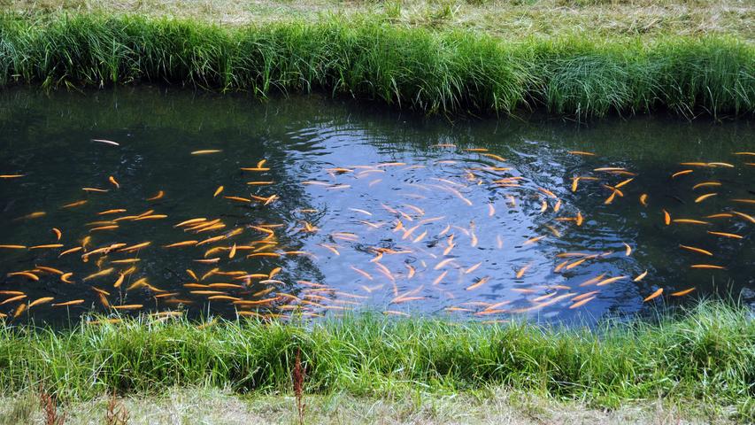 Beim Abfischen seines Teiches machte ein Mann aus dem oberfränkischen Zell eine unerfreuliche Entdeckung. Bislang Unbekannte hatten mehr als hundert Fische von ihm gestohlen. Die Täter nahmen mindestens 110 Forellen mit. Nach Angaben des 61-Jährigen hatte er zuvor 120 Forellen in seinem Teich ausgesetzt - beim Abfischen fand der Mann nur noch etwa zehn Fische vor.