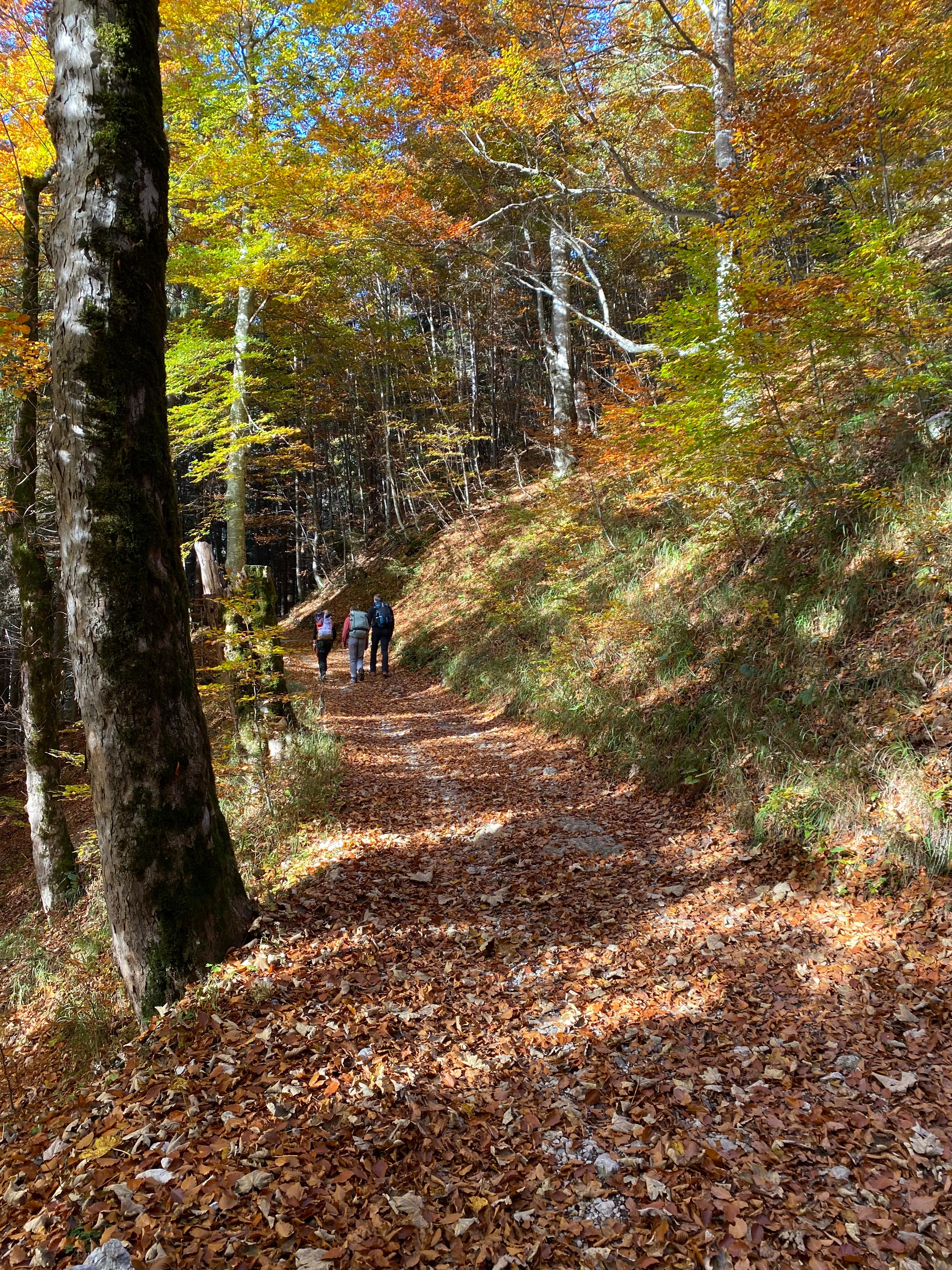 Wunderschöne Herbstfarben: Vom Parkplatz des Schloss Linderhofs startet der Anstieg auf breitem, schattigem Waldweg zu den Brunnenkopfhäusern. Die Bus-Linie 9622 führt Wanderer von Oberammergau bis zum Schloss Linderhof. Mehr Informationen zur Tour finden Sie hier. Die Reisereportage zu dieser Bildergalerie lesen Sie hier. 