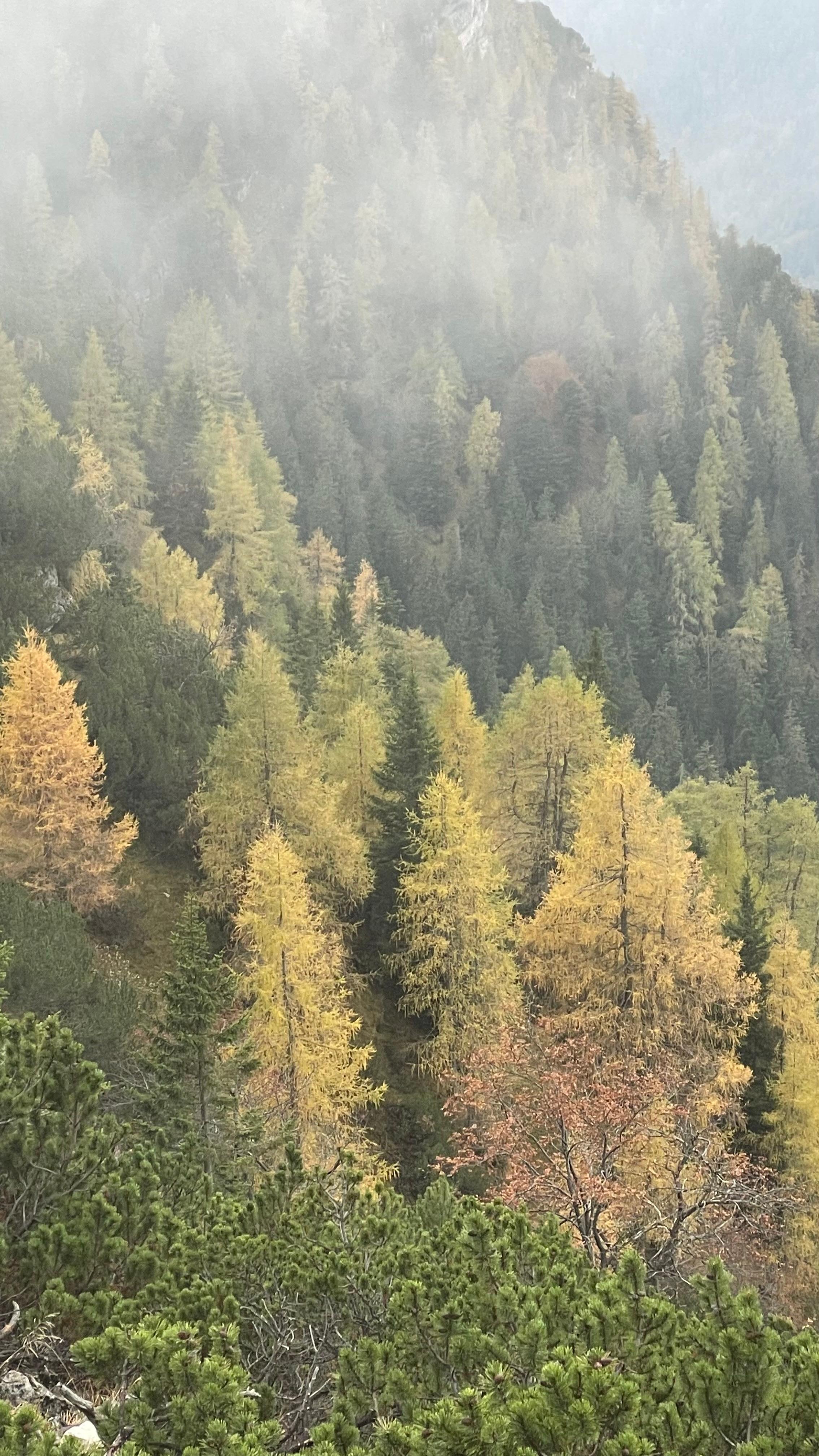 Gerade im Herbst sind die sich verfärbenden Bäume besonders schön anzusehen. 