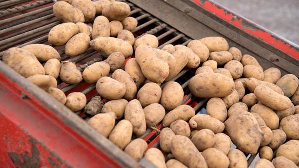 Mussten Sie schonmal Kartoffelsalat oder Pellkartoffeln in sehr großer Menge zubereiten? Das Säubern der Kartoffeln kann da schonmal länger dauern - und noch dazu richtig anstrengend sein. Doch Kartoffeln lassen sich auch in der Spülmaschine sehr gut saubermachen. Wichtig hierbei: Die Kartoffeln dürfen nicht zu heiß gewaschen werden und auch auf Tabs oder Spülmittel sollten Sie verzichten.