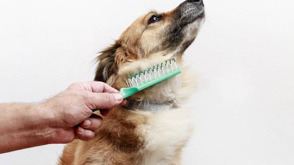 Bei täglichem Gebrauch sehen Haarbürsten nicht mehr ganz so frisch aus - sie kommen häufig in Kontakt mit Talg. Auch hier kann die Spülmaschine helfen - sofern es sich um eine Kunststoff-Bürste handelt. Und auch ein Kamm kann unter diesen Voraussetzungen in der Spülmaschine gereinigt werden.