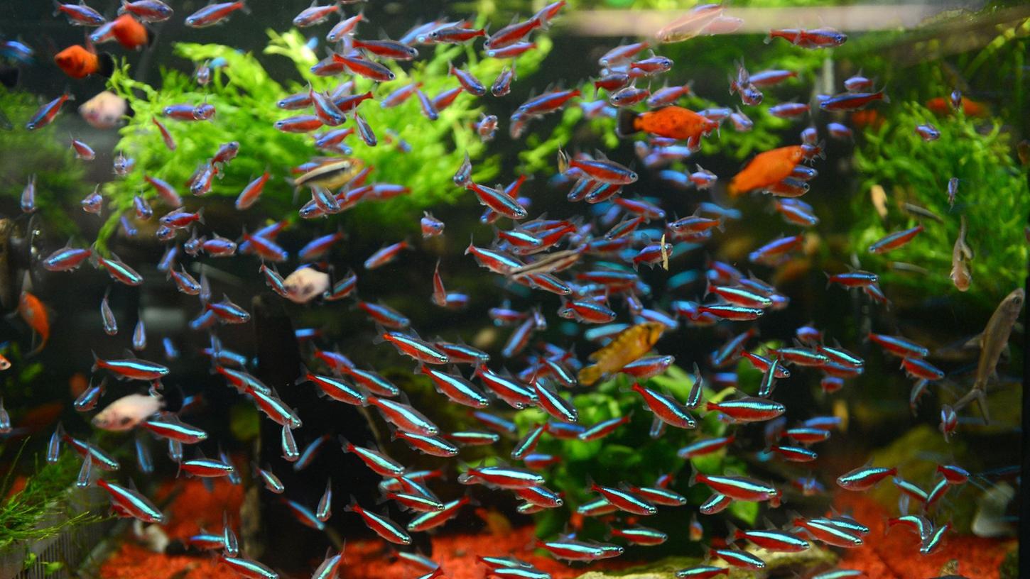 Besitzer von Aquarien und Terrarien können die Stromrechnung senken und gleichzeitig auf das Tierwohl achten. Dafür ist allerdings zunächst eine Investition nötig. Besitzer von Aquarien und Terrarien können die Stromrechnung senken und gleichzeitig auf das Tierwohl achten. Dafür ist allerdings zunächst eine Investition nötig.