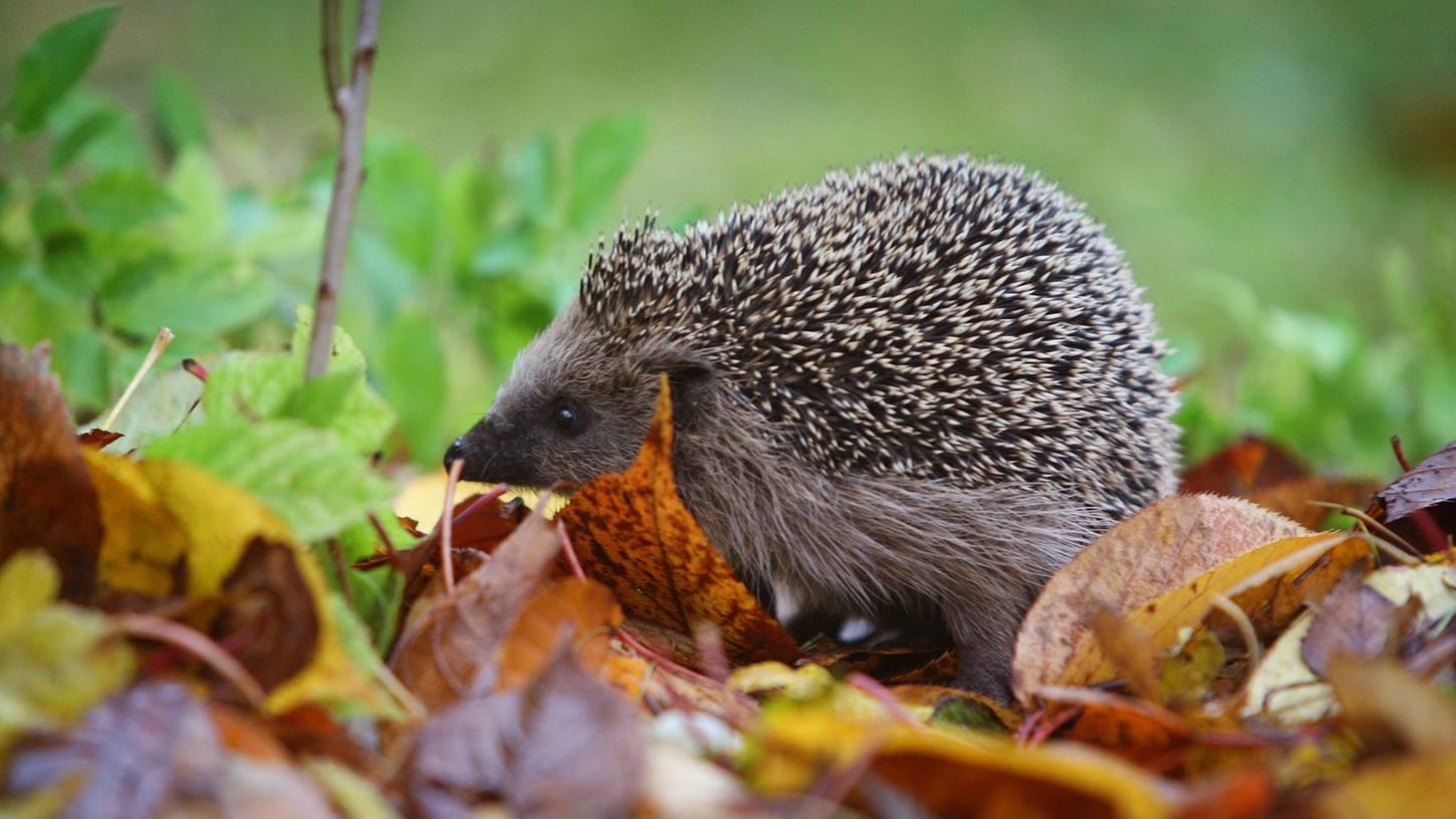 Viele Igelstationen sind momentan brechend voll. Nicht jedem Igel kann dabei noch geholfen werden, denn oft erreichen die Auffangstationen völlig unterernährte Tiere.