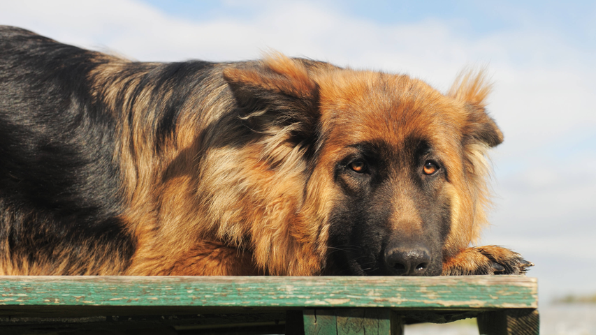 Weshalb trauern Hunde um ihre Besitzer, wenn diese sterben?