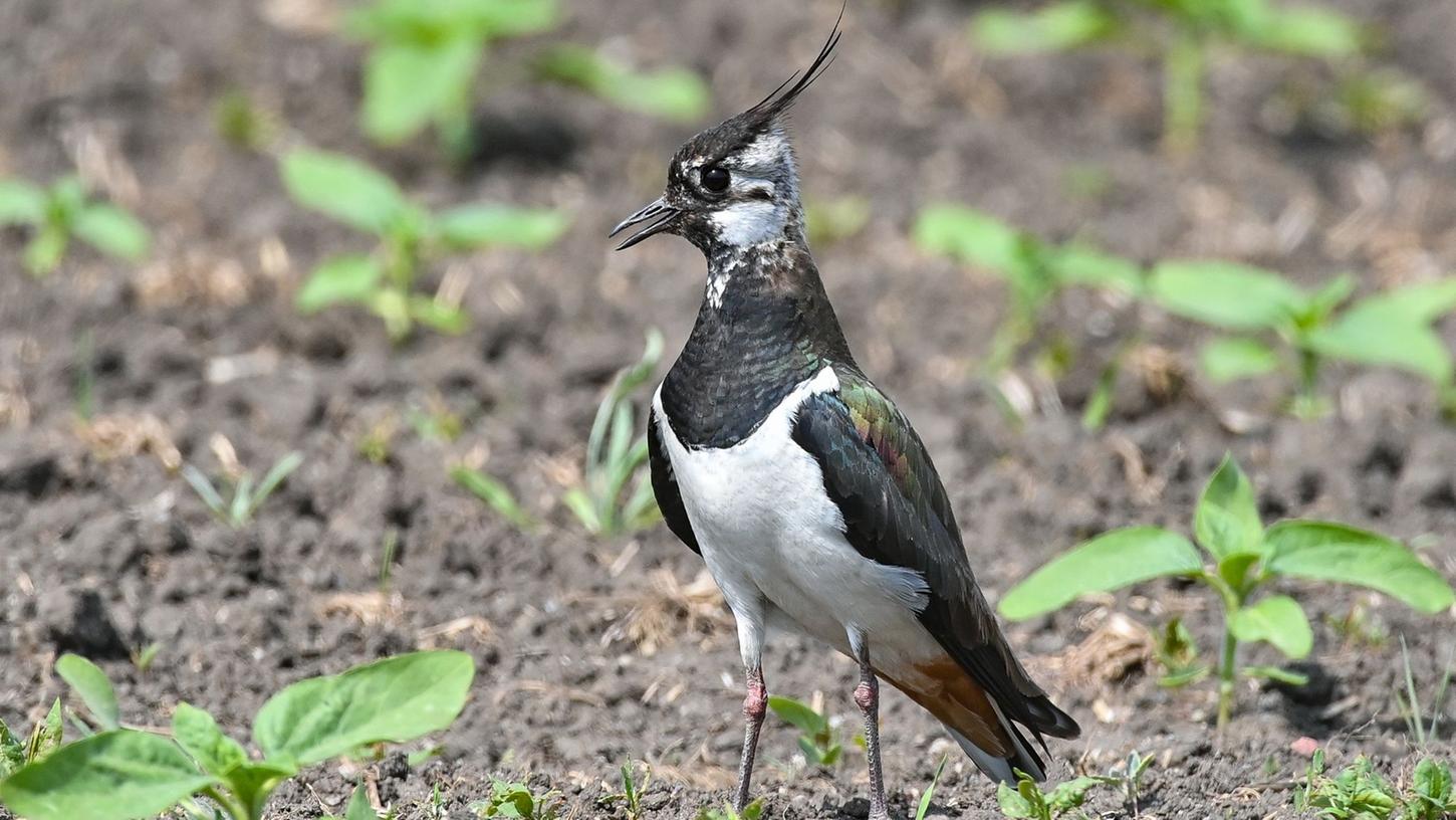 Ein Kiebitz (Vanellus vanellus) steht auf einem Feld. Der Vogelbestand in Niedersachsen und Bremen ist in den vergangenen Jahrzehnten deutlich zurückgegangen. Ein Kiebitz (Vanellus vanellus) steht auf einem Feld. Der Vogelbestand in Niedersachsen und Bremen ist in den vergangenen Jahrzehnten deutlich zurückgegangen.