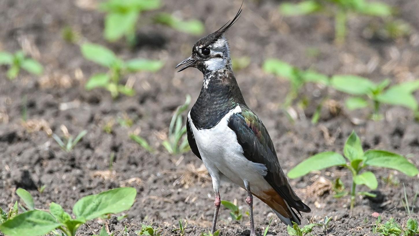 Ein Kiebitz (Vanellus vanellus) steht auf einem Feld. Der Vogelbestand in Niedersachsen und Bremen ist in den vergangenen Jahrzehnten deutlich zurückgegangen.