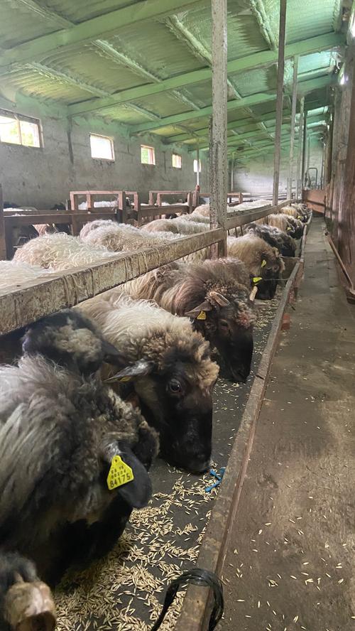 Rund 140 Schafe hält Eneko Goiburu auf seinem Bauernhof mit 17 Hektar Weidefläche. Im angrenzenden Laden können die Produkte getestet werden, die Besucherinnen und Besucher erfahren von Eneko auch allerlei Interessantes über das Hirtenwesen und die Käseherstellung. Die Käserei ist auch ein Agritourismus, in dem Sie übernachten können.
