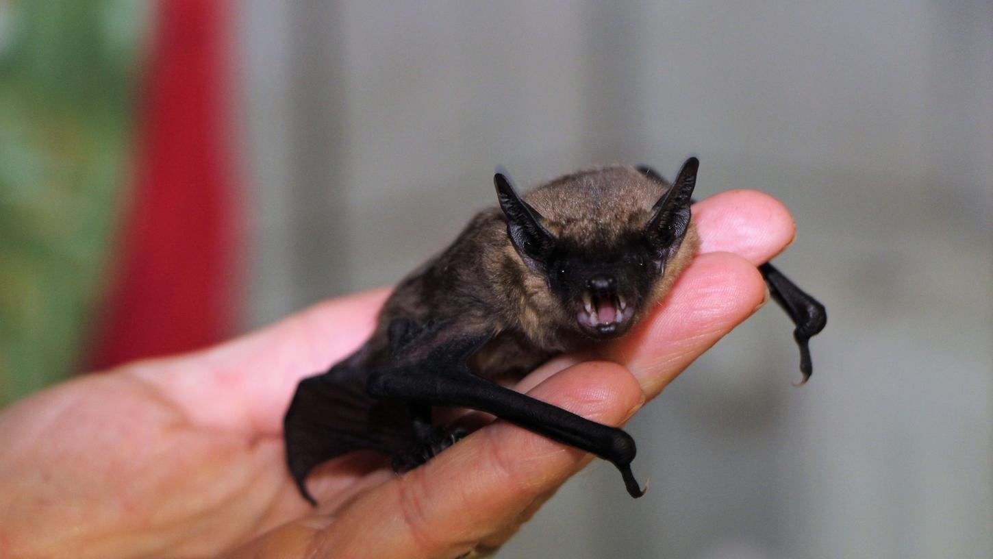 Eine Zwergfledermaus sitzt in einer Auffangstation im Saarland auf einer Hand.