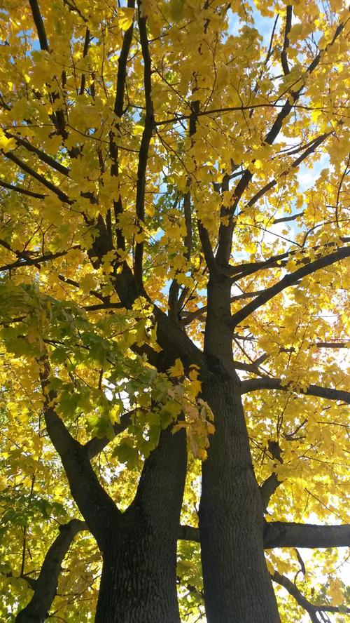 Herrliche Herbstfärbung aufgenommen im Nürnberger Burggarten.  Mehr Leserfotos und Leserbriefe finden Sie hier.

