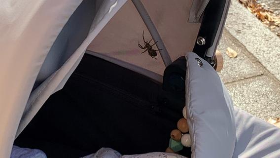 Spinnen-Schock in Nürnberg: Giftiger Achtbeiner in Kinderwagen entdeckt
