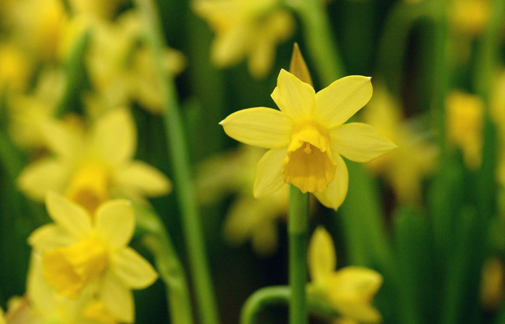 Blumenzwiebeln im Topf in Schichten setzen | Nordbayern