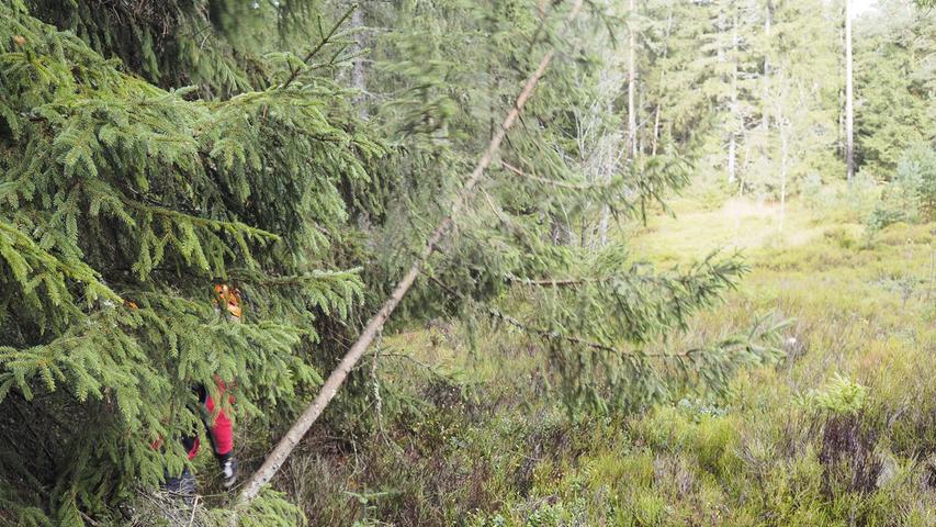 Sicherheit wird bei den Freiwilligen-Einsätzen großgeschrieben. Zwar verwenden die Teilnehmer nur Handsägen und fällen deshalb recht kleine Bäume - vor allem Fichten und Tannen. Verletzungen können diese trotzdem verursachen. 