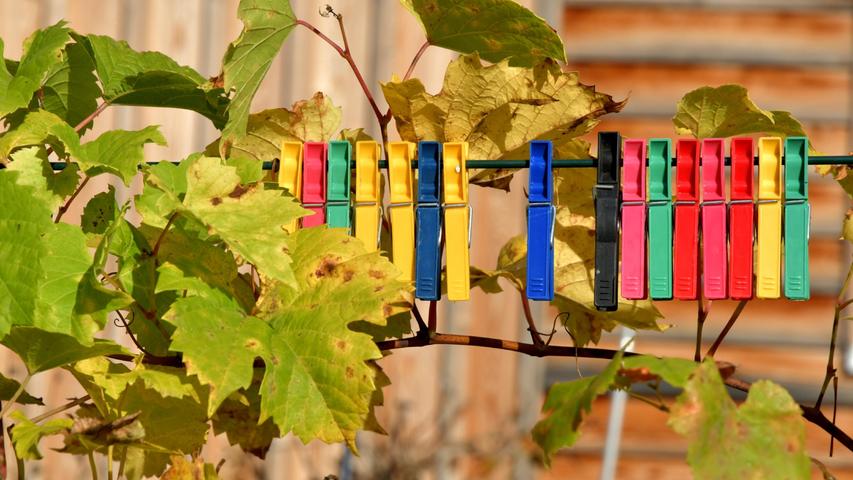Die Wäscheklammern harmonieren perfekt mit der goldgelben Stimmung des Herbstes. Mehr Leserfotos und Leserbriefe finden Sie hier.