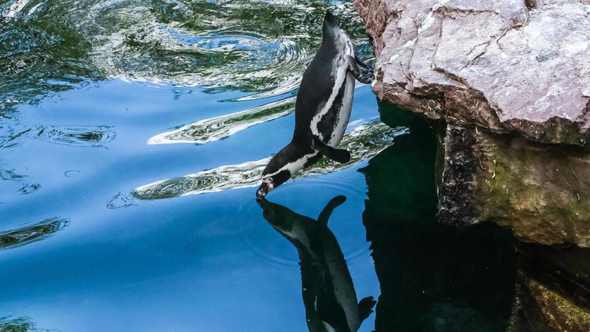 Sprung in den Spiegel: Ein Humboldt-Pinguin im Nürnberger Tiergarten springt in sein Spiegelbild. Mehr Leserfotos und Leserbriefe finden Sie hier.