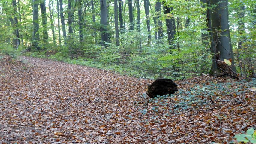 Was man doch alles in einem Blätterwald am Walberla entdecken kann: Bei genauerem Hinsehen entpuppte sich allerdings das junge Wildschein als ein alter kleiner Holzklotz. Mehr Leserfotos und Leserbriefe finden Sie hier.