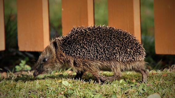 Wichtiger Garten-Nützling: Für Igel sollte man Plätze schaffen, an denen das Stacheltier überwintern kann.