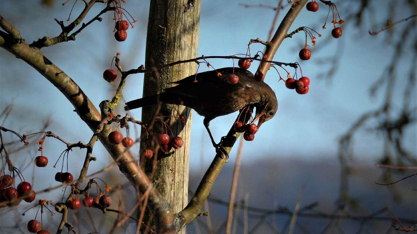 Letzte Beeren nicht abschneiden: Unsere überwinternden Vögel brauchen sie als Nahrung in der kalten Jahreszeit.