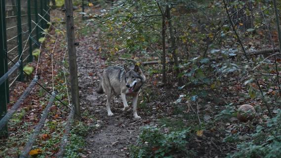 Blutige Knochenreste gefunden: Wo der Wolf in der Fränkischen Schweiz durch die Wälder streift