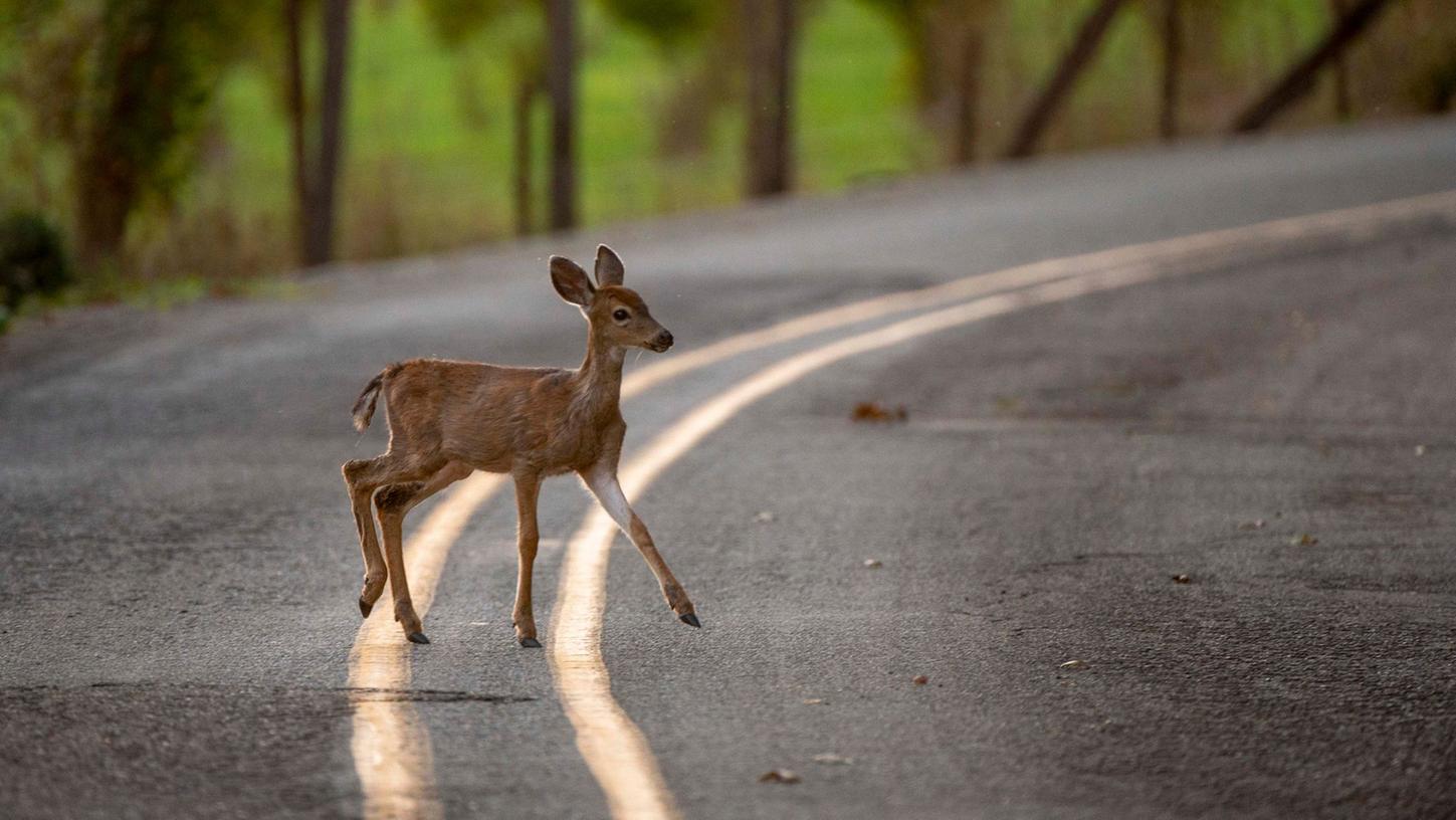 Ein Reh überquert in der Abenddämmerung eine Landstraße. Einer US-Studie zufolge könnte ein ganzjähriges Verbleiben bei der Sommerzeit Wildunfälle reduzieren.